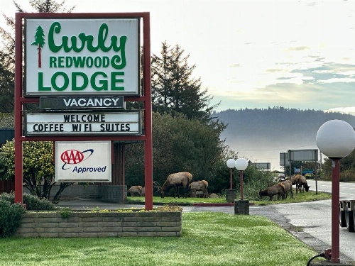 Curly Redwood Lodge image 27